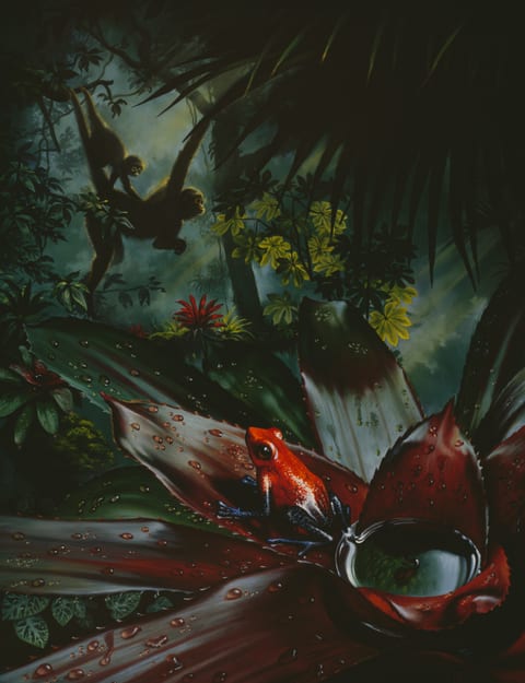 Poison Arrow Frog and Spider Monkey